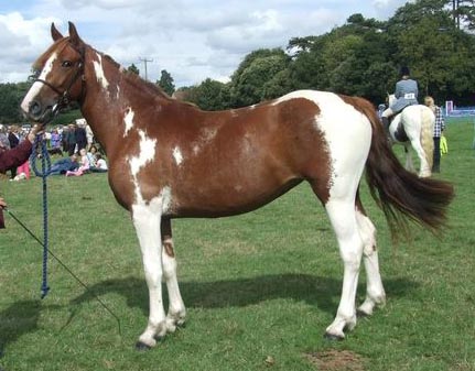 Skewbald filly for sale